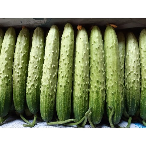 아삭아삭 상주오이 흙침오이 오이지용 소백이용 백오이 50개