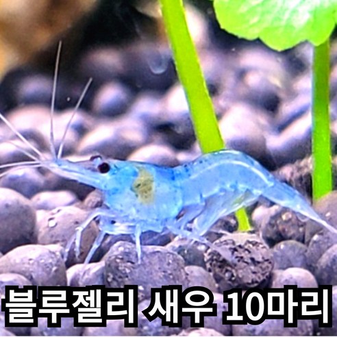 [안전배송] 블루젤리 새우 애완용 새우 키우기 관상 새우, (먹이용) 페이토새우칩 50g