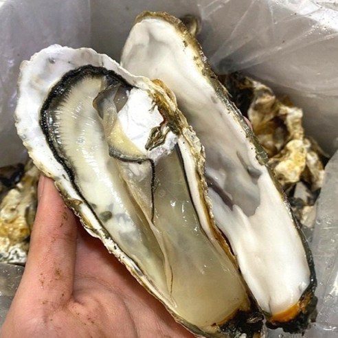 살아있는 석화로 굴의 진정한 맛을 경험하세요!