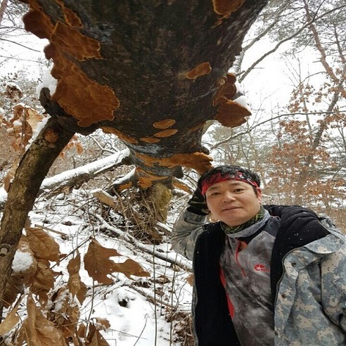 산약초이야기 자연산 황철상황버섯 200g, 1kg, 1개