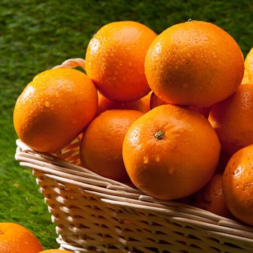 제주 하우스귤 혼합과 1.5kg 3S~2L 판매 중 제주 하우스귤 혼합과 1.5kg 3S~2L 판매 중