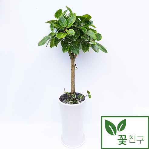 꽃친구 뱅갈고무나무 중형 대형 실내 거실 사무실 개업 축하 화분 전국 당일배송, 1개