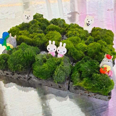 밋밋한 어항을 나만의 작은 정원으로, [수초킹] 모스볼 활착판