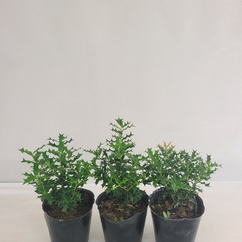 싱그러운 호랑가시로 공간에 활력을 더하세요