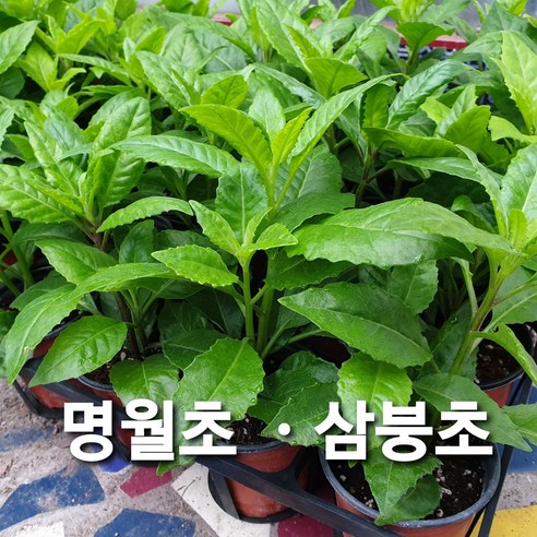 명월초/당뇨초/삼풍초, 1개