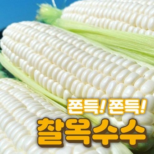 찰지고 맛있는 국산 미백 찰옥수수 햇 옥수수 특품 5개 10개 15개