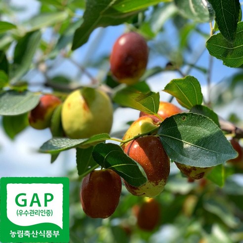 산지직송 국산 경산 햇 생 사과대추 고급형 GAP인증, 기본형_사과대추, 1kg, 1개