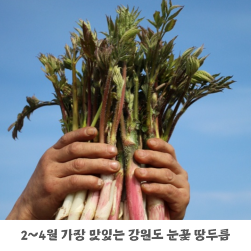 강원도 산지직송 향긋한 유기농 봄두릅 눈꽃땅두릅 500g 땅에서 자라는 가시없는 두릅 연한줄기 두릅장아찌 데친나물 두릅나물무침 두릅전, 1개