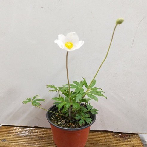 삭막한 정원에 생기를 불어넣다! 사계절 내내 피어나는 바람꽃의 마법 사계바람꽃