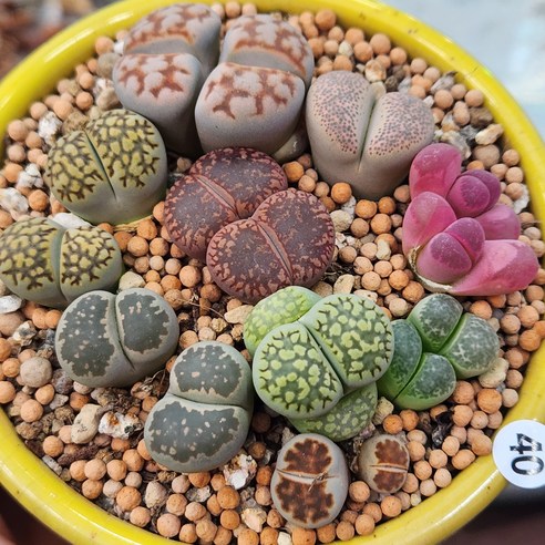 나는 Litops를 사러 Seongnam에 갔다.