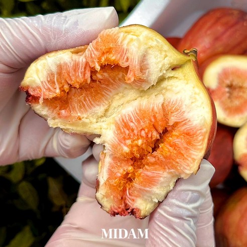 햇살 품은 붉은 유혹, 영암 홍무화과의 특별한 만남