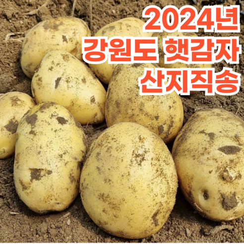 조풍감자 두백감자 강원도햇감자, 5kg, 특-대, 1개