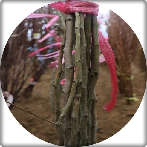 붉은 꽃으로 정원을 물들이는 홍화산사나무 묘목