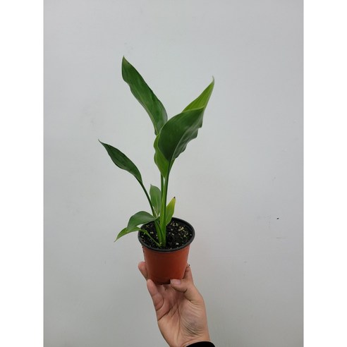 싱그러운 레기니아 소형 극락조, 당신의 공간에 행복을 더하세요.