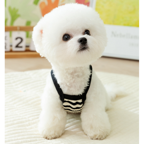 세련된 강아지 옷으로 시원하게 여름을 보내보세요.