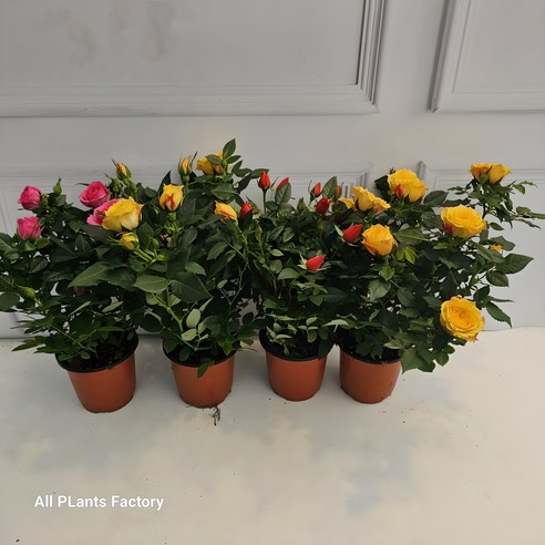 사계절의 아름다움을 당신의 공간에, 미니 장미의 매혹적인 속삭임 사계장미묘목