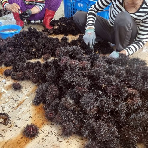 입안 가득 퍼지는 바다의 풍요로움, 삼정수산 자연산 성게 우니
