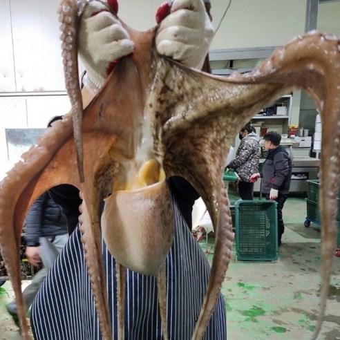 특별한 날, 남해안 활 돌문어로 잊지 못할 미식 경험을 선사하세요!