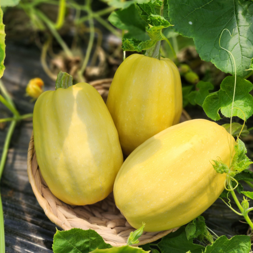 칼로리 걱정 없이 즐기는 맛있는 한 끼, 국수호박으로 건강하게! 호박국수