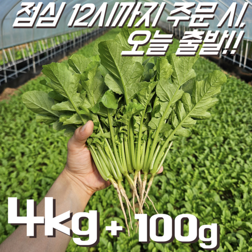 [꿀야채 어린열무] 물 좋은 철원 산지직송 어린열무, 1개, 어린열무 3kg