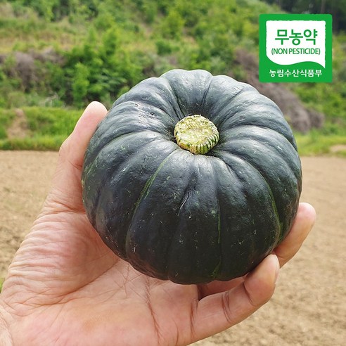 함평 무농약 햇 미니단호박(밤호박), 4kg(10~16과 내외), 1개