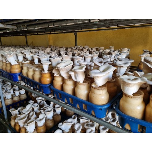 충북 음성의 설원버섯: 건강과 맛의 조화