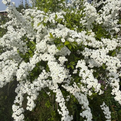 정원을 수놓는 우아한 자태, 장미조팝나무의 매혹적인 세계로 조팝나무