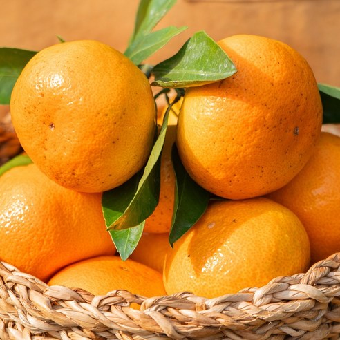 제주 농장직송 당도선별 프리미엄 귤 뽕깡