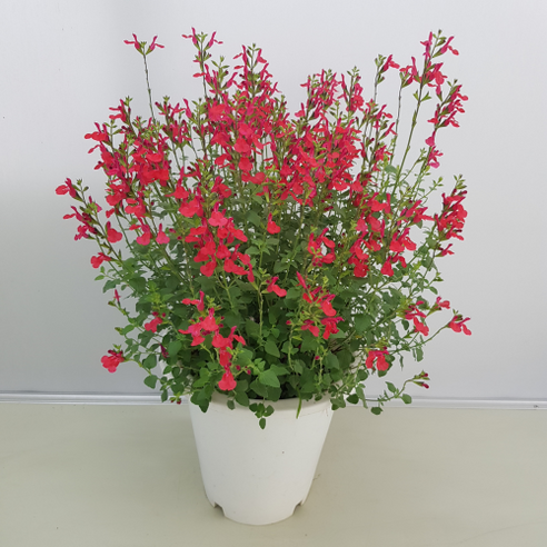 세이지로 채우는 향기로운 일상, 집에서 시작하는 힐링 정원