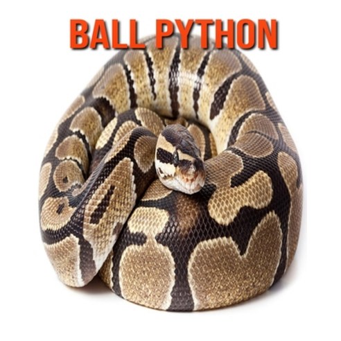 Ball Python: Learn About Ball Python and Enjoy Colorful Pictures Paperback, Independently Published, English, 9798693736085