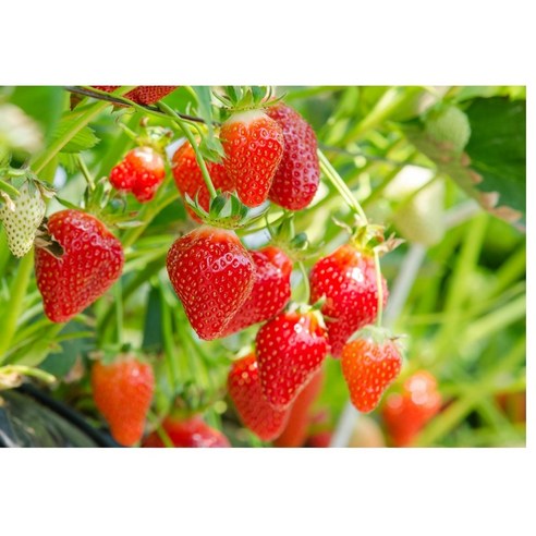 신뢰할 수 있는 월드가드닝 딸기씨로 풍성하고 건강한 딸기 수확을 만드세요.
