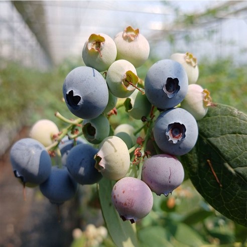 가마실농장 햇블루베리 생과 당일수확 프리미엄 신틸라 블루베리 1kg, 1박스, 특 18mm