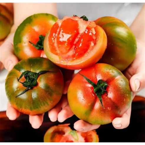 산지직송] 지금이 제철! 달콤짭짤 대저토마토