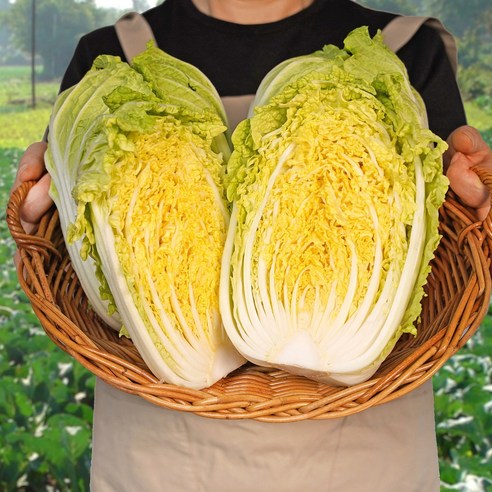 넉넉하고 신선한 농장직송 해남 알배추