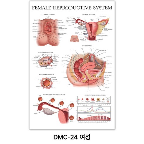 NEW 근육 해부학 포스터, DMC-24 여성