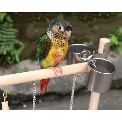 앵무새를 위한 완벽한 놀이 세트