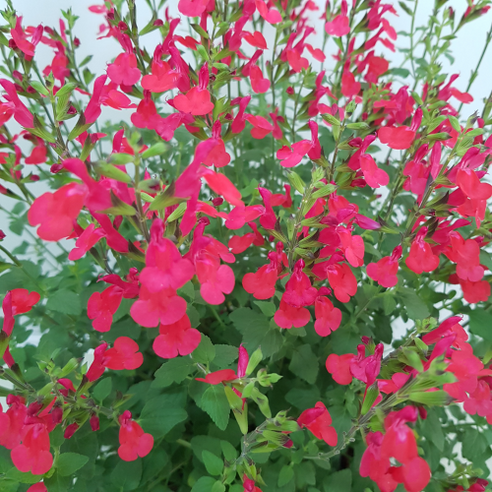 세이지로 채우는 향기로운 일상, 집에서 시작하는 힐링 정원