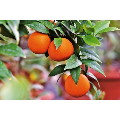 다양한 크기로 구매 가능한 2차선별 오렌지 실속형