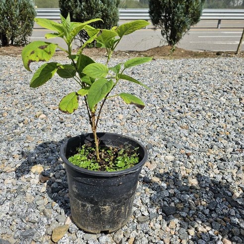 정원에 아름다움을 더하는 아나벨수국