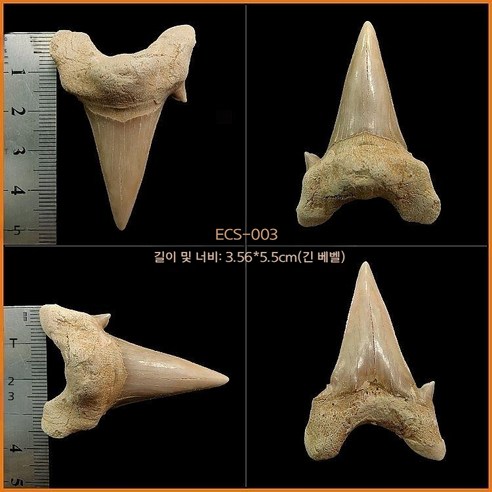 고대 상어 메갈로돈 이빨 화석 실물 표본 전시 수집용 해양 화석, ECS-003(아크릴박스 포함)