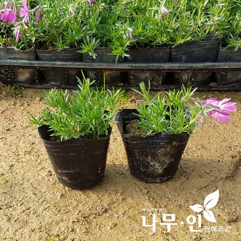 꽃잔디: 정원을 장식하는 봄의 아름다움
