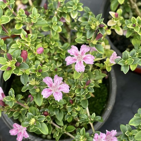 섬세한 아름다움으로 공간을 채우다: 단정화 1+1 공기정화식물 단정화