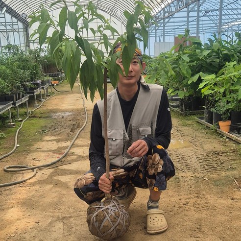 뒷마당에 펼쳐지는 달콤한 기적, 나만의 복숭아 정원을 꿈꾸다 신비복숭아묘목