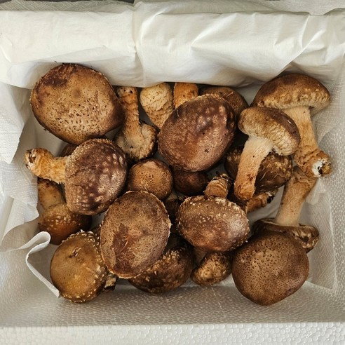 국내산 솔 송화버섯 500g, 송화버섯 랜덤 1kg, 1개