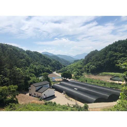 건강과 힐링의 만남, 녹각영지버섯진액