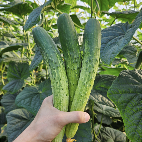[꿀야채 오이] 물 좋은 철원 산지직송 오이, 30개, 6kg