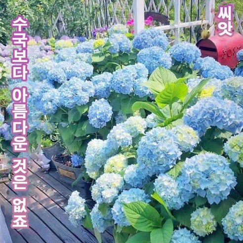 씨앗에서 시작하는 나만의 아름다운 수국 정원