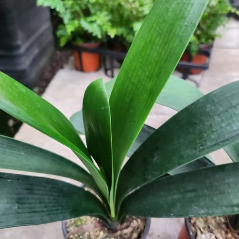 텅 빈 공간에 생기를! 군자란으로 나만의 작은 정원을 시작하세요.