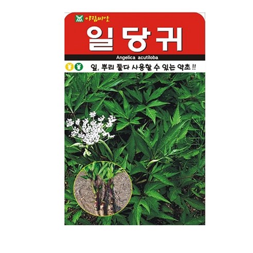 일당귀 씨앗 300립, 1개