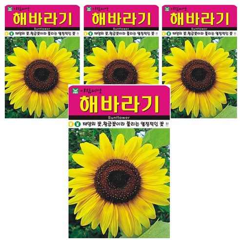 해바라기 꽃 씨앗 4개입, 1개
